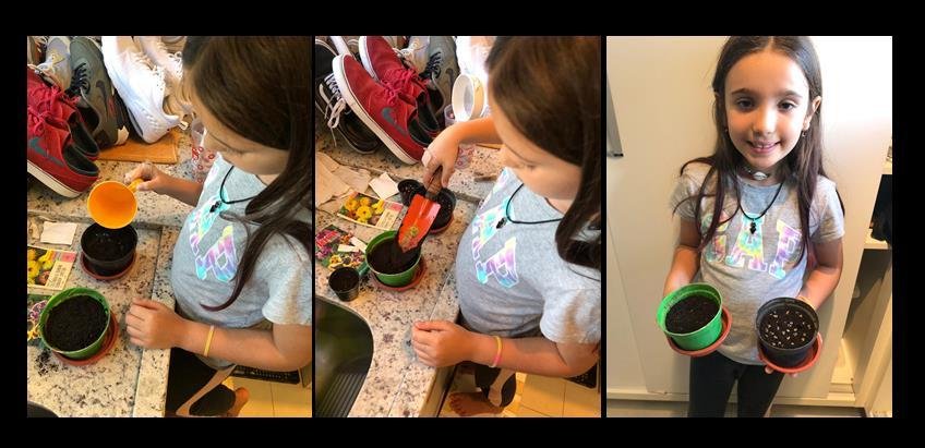 Experimento de plantio em casa: estudantes desenvolvem a curiosidade e a prática investigativa
